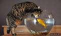 Нажмите на изображение для увеличения.

Название:	cat_01.jpg
Просмотров:	510
Размер:	33.4 Кб
ID:	3403067