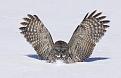 Нажмите на изображение для увеличения.

Название:	funny_owl_02.jpg
Просмотров:	565
Размер:	20.0 Кб
ID:	3404816
