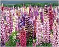 Нажмите на изображение для увеличения.

Название:	1212730291_lupinus.jpg
Просмотров:	1467
Размер:	77.2 Кб
ID:	3405980