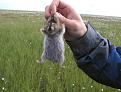 Нажмите на изображение для увеличения.

Название:	!lemming-02.jpg
Просмотров:	587
Размер:	58.6 Кб
ID:	3407065