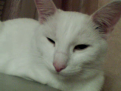 Нажмите на изображение для увеличения.

Название:	Video call snapshot 4.png
Просмотров:	483
Размер:	117.2 Кб
ID:	3407388