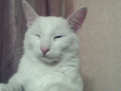 Нажмите на изображение для увеличения.

Название:	Video call snapshot 9.png
Просмотров:	478
Размер:	110.3 Кб
ID:	3407389
