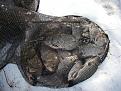 Нажмите на изображение для увеличения.

Название:	IMGP7573 2.jpg
Просмотров:	551
Размер:	109.7 Кб
ID:	3410441