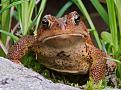 Нажмите на изображение для увеличения.

Название:	American Toad.jpg
Просмотров:	956
Размер:	190.7 Кб
ID:	3411896