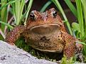 Нажмите на изображение для увеличения.

Название:	American Toad.jpg
Просмотров:	853
Размер:	190.7 Кб
ID:	3411896