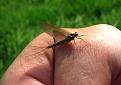 Нажмите на изображение для увеличения.

Название:	Mayfly.JPG
Просмотров:	667
Размер:	24.5 Кб
ID:	3417684