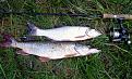 Нажмите на изображение для увеличения.

Название:	03_fish.jpg
Просмотров:	1306
Размер:	120.2 Кб
ID:	3417892