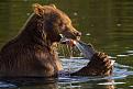 Нажмите на изображение для увеличения.

Название:	bear_01.jpg
Просмотров:	576
Размер:	75.0 Кб
ID:	3421590