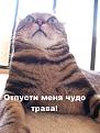 Нажмите на изображение для увеличения.

Название:	lynx.jpg
Просмотров:	506
Размер:	47.6 Кб
ID:	3421667