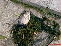 Нажмите на изображение для увеличения.

Название:	DSC00976.jpg
Просмотров:	573
Размер:	198.9 Кб
ID:	3421680