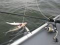 Нажмите на изображение для увеличения.

Название:	fly_fishing_024_217.jpg
Просмотров:	978
Размер:	29.3 Кб
ID:	3423208