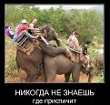 Нажмите на изображение для увеличения.

Название:	ээээээ Слон.jpg
Просмотров:	379
Размер:	126.2 Кб
ID:	3423328