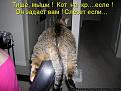 Нажмите на изображение для увеличения.

Название:	кошки.jpg
Просмотров:	368
Размер:	72.0 Кб
ID:	3423343