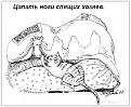 Нажмите на изображение для увеличения.

Название:	cats_09.jpg
Просмотров:	505
Размер:	40.6 Кб
ID:	3424997