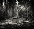 Нажмите на изображение для увеличения.

Название:	Forest TonnelBr.jpg
Просмотров:	495
Размер:	157.9 Кб
ID:	3425308