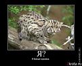 Нажмите на изображение для увеличения.

Название:	1256621850_2.jpg
Просмотров:	320
Размер:	25.1 Кб
ID:	3427329