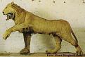 Нажмите на изображение для увеличения.

Название:	lion_01[1].jpg
Просмотров:	1409
Размер:	48.9 Кб
ID:	3428933