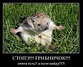 Нажмите на изображение для увеличения.

Название:	гриб.jpg
Просмотров:	973
Размер:	56.6 Кб
ID:	3433322
