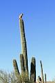 Нажмите на изображение для увеличения.

Название:	lynx-cactus-04.jpg
Просмотров:	393
Размер:	50.3 Кб
ID:	3433617