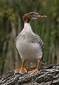 Нажмите на изображение для увеличения.

Название:	220px-Mergus_Merganser_frontal_Richard_Bartz.jpg
Просмотров:	251
Размер:	19.9 Кб
ID:	3435797