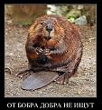 Нажмите на изображение для увеличения.

Название:	Bobr.jpg
Просмотров:	413
Размер:	139.7 Кб
ID:	3436199