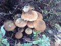 Нажмите на изображение для увеличения.

Название:	Фото-0283.jpg
Просмотров:	929
Размер:	204.4 Кб
ID:	3440945