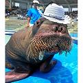 Нажмите на изображение для увеличения.

Название:	cool_animals20.jpg
Просмотров:	274
Размер:	74.6 Кб
ID:	3442080