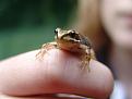Нажмите на изображение для увеличения.

Название:	very_small_animals13.jpg
Просмотров:	365
Размер:	21.2 Кб
ID:	3443363