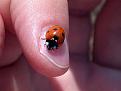 Нажмите на изображение для увеличения.

Название:	very_small_animals14.jpg
Просмотров:	257
Размер:	26.7 Кб
ID:	3443364