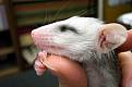Нажмите на изображение для увеличения.

Название:	very_small_animals15.jpg
Просмотров:	272
Размер:	24.5 Кб
ID:	3443365