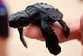 Нажмите на изображение для увеличения.

Название:	very_small_animals21.jpg
Просмотров:	262
Размер:	19.6 Кб
ID:	3443366