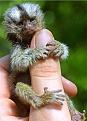 Нажмите на изображение для увеличения.

Название:	very_small_animals01.jpg
Просмотров:	276
Размер:	21.8 Кб
ID:	3443367
