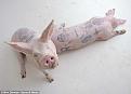 Нажмите на изображение для увеличения.

Название:	pigs-4.jpg
Просмотров:	619
Размер:	22.0 Кб
ID:	3445124