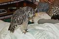 Нажмите на изображение для увеличения.

Название:	caring_owl_24.jpg
Просмотров:	338
Размер:	59.4 Кб
ID:	3445135