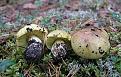 Нажмите на изображение для увеличения.

Название:	tricholoma_auratum.jpg
Просмотров:	758
Размер:	105.7 Кб
ID:	3446565