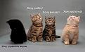 Нажмите на изображение для увеличения.

Название:	cats3.jpg
Просмотров:	1226
Размер:	33.8 Кб
ID:	3446989