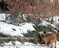 Нажмите на изображение для увеличения.

Название:	cats4.jpg
Просмотров:	1241
Размер:	145.5 Кб
ID:	3446990