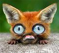 Нажмите на изображение для увеличения.

Название:	1311862252_freakish_animals_43.jpg
Просмотров:	324
Размер:	95.3 Кб
ID:	3448311