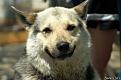 Нажмите на изображение для увеличения.

Название:	freaking_awesome_animal_640_17.jpg
Просмотров:	353
Размер:	33.3 Кб
ID:	3448611