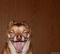 Нажмите на изображение для увеличения.

Название:	freaking_awesome_animal_640_26.jpg
Просмотров:	314
Размер:	59.0 Кб
ID:	3448629