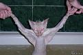 Нажмите на изображение для увеличения.

Название:	freaking_awesome_animal_640_41.jpg
Просмотров:	321
Размер:	33.8 Кб
ID:	3448724