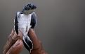 Нажмите на изображение для увеличения.

Название:	turtles-12.jpg
Просмотров:	335
Размер:	37.0 Кб
ID:	3453909