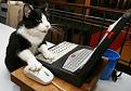 Нажмите на изображение для увеличения.

Название:	cat-computer.jpg
Просмотров:	463
Размер:	39.6 Кб
ID:	3454805