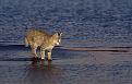 Нажмите на изображение для увеличения.

Название:	felis_chaus_04.jpg
Просмотров:	332
Размер:	49.2 Кб
ID:	3454835