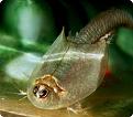 Нажмите на изображение для увеличения.

Название:	triopsidae_001.jpg
Просмотров:	644
Размер:	47.9 Кб
ID:	3454973