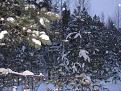 Нажмите на изображение для увеличения.

Название:	IMG_0834.jpg
Просмотров:	714
Размер:	72.4 Кб
ID:	3455274