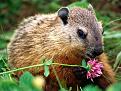 Нажмите на изображение для увеличения.

Название:	beavers-3.jpg
Просмотров:	308
Размер:	78.9 Кб
ID:	3455332