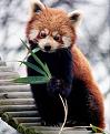 Нажмите на изображение для увеличения.

Название:	491px-Ailurus_fulgens_RoterPanda_LesserPanda.jpg
Просмотров:	389
Размер:	48.7 Кб
ID:	3455463