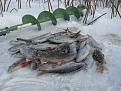 Нажмите на изображение для увеличения.

Название:	IMG_1969.jpg
Просмотров:	2998
Размер:	98.7 Кб
ID:	3455548