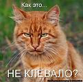 Нажмите на изображение для увеличения.

Название:	Мега Рысь.jpeg
Просмотров:	336
Размер:	61.1 Кб
ID:	3455555
